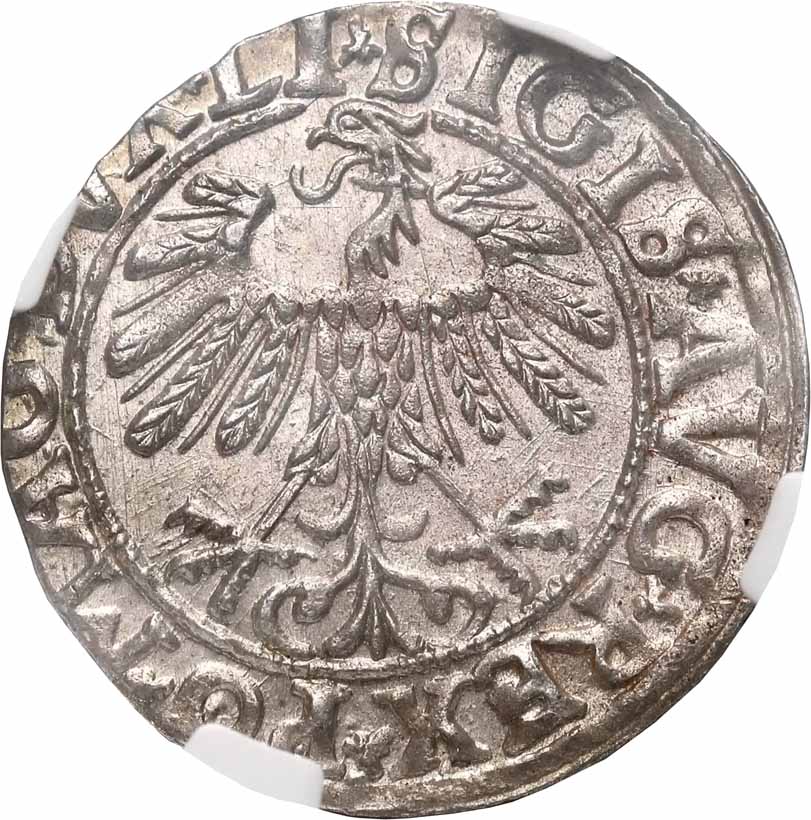 Zygmunt II August. Półgrosz 1558, Litwa, Wilno, NGC MS63